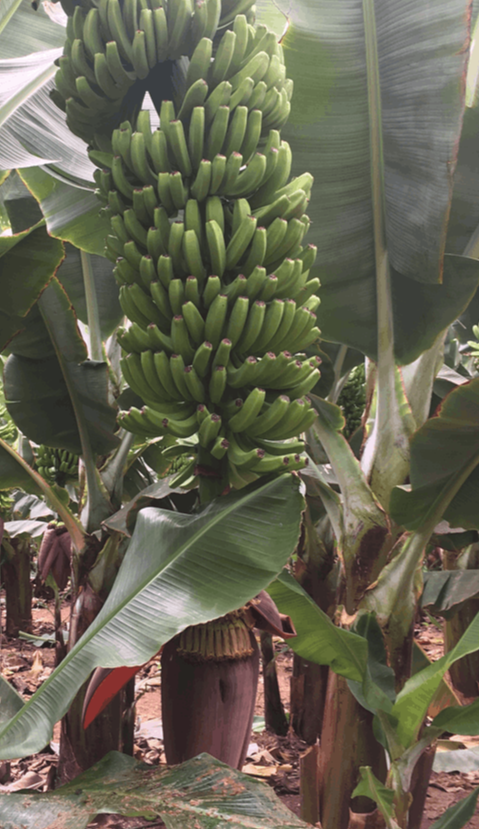 Piña de plátano colgada en la mata