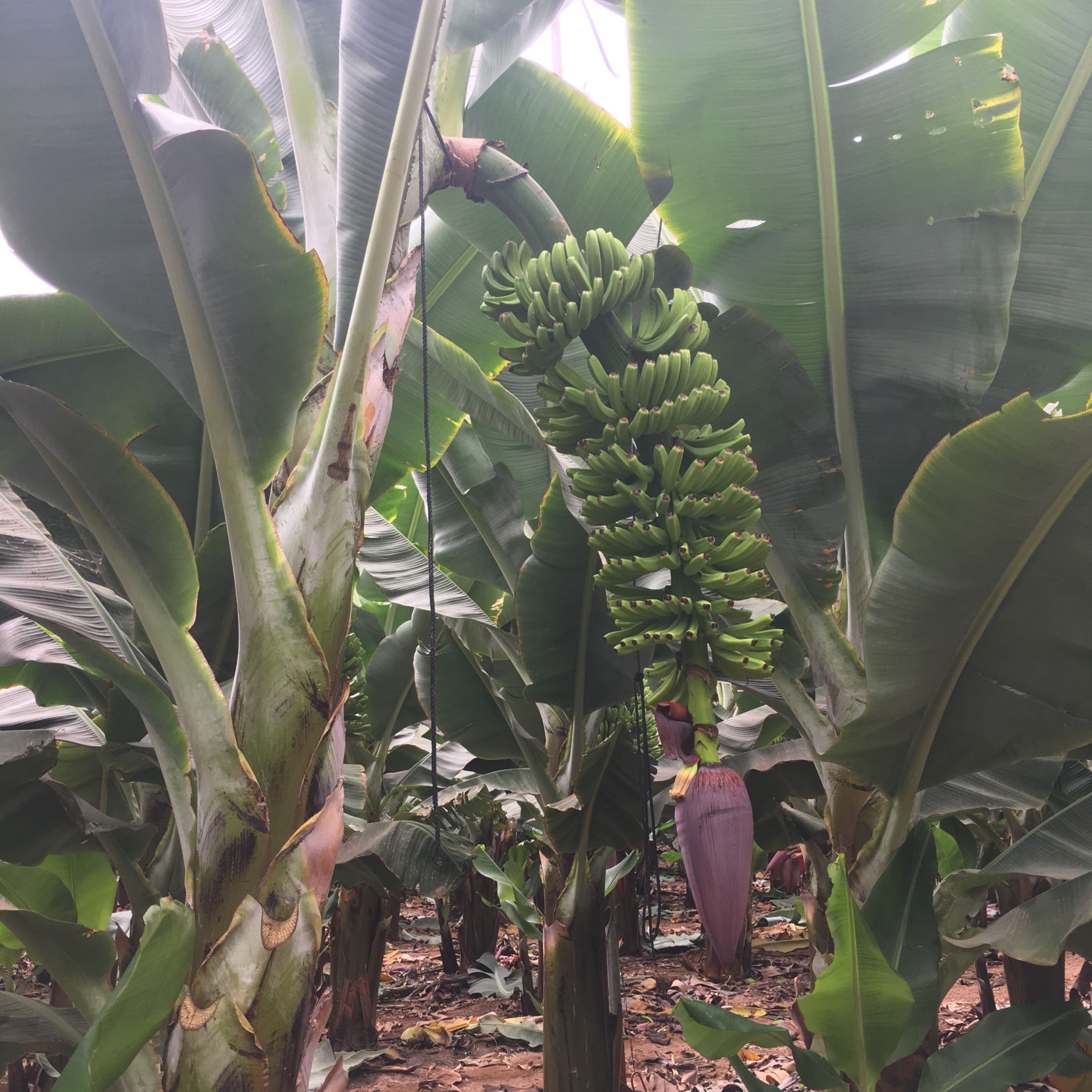 Bonita Piña de plátanos